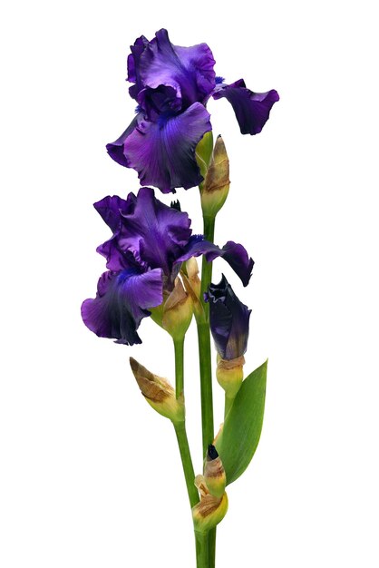 Foto il bouquet di fiori di iris è blu isolato su uno sfondo bianco