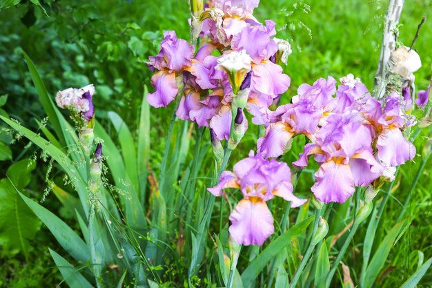 Iris flowers in dew after the rain. Nature photo background.