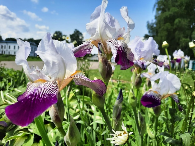 Iris garden flowers