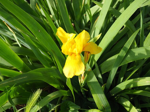 아이리스 아이리스 가족의 다년생 뿌리 줄기 식물의 속 큰 밝은 꽃이 있는 장식용 허브 주황색 정맥이 있는 노란색의 우아하고 섬세한 꽃 배경에 녹색 잎