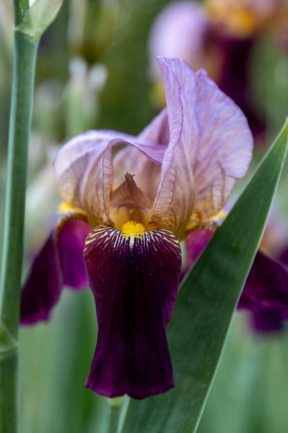 Foto iris germanica fiore viola nel design del giardino