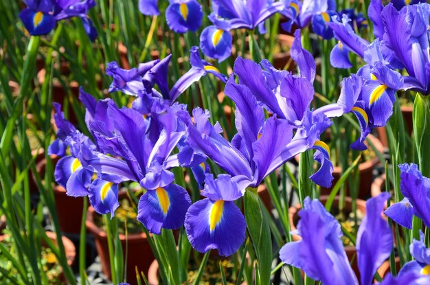 Iris hollandica 호트