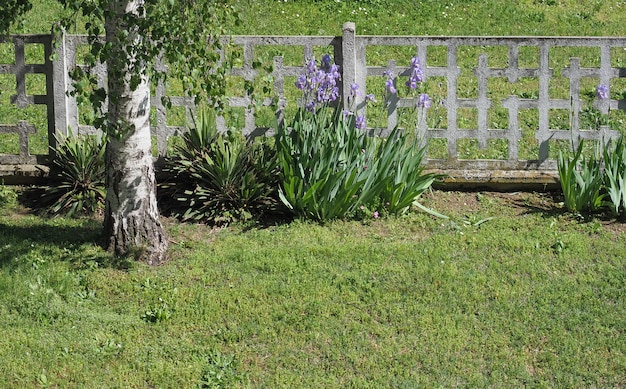 아이리스(Iris Germanica) 식물 보라색 꽃