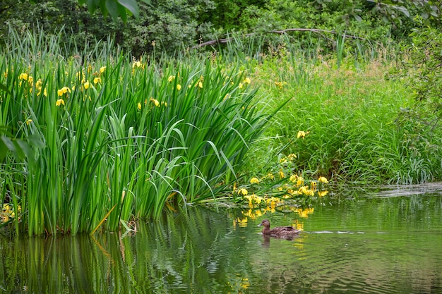 Iris marsh on a pond, a pond with yellow flowers, yellow iris, marsh vegetation