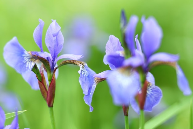 Iris sibirica beautiful blue flowers