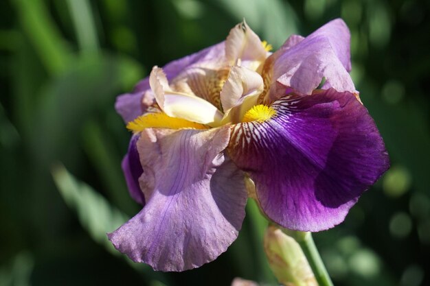 Iris violet flowers