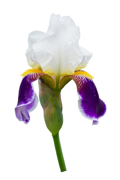 Iris with white and purple petals on a white isolated background_