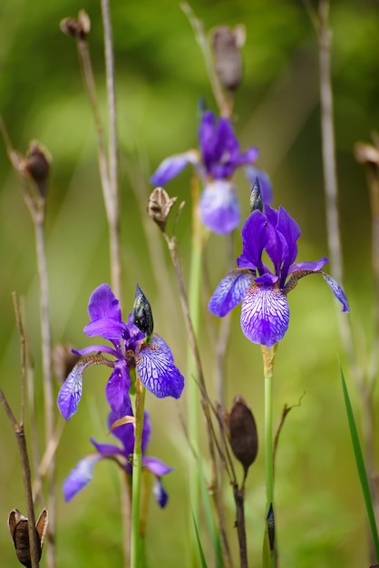 Irisbloem in de natuur