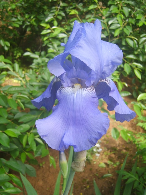 Irisbloem in groen gebladerte foto