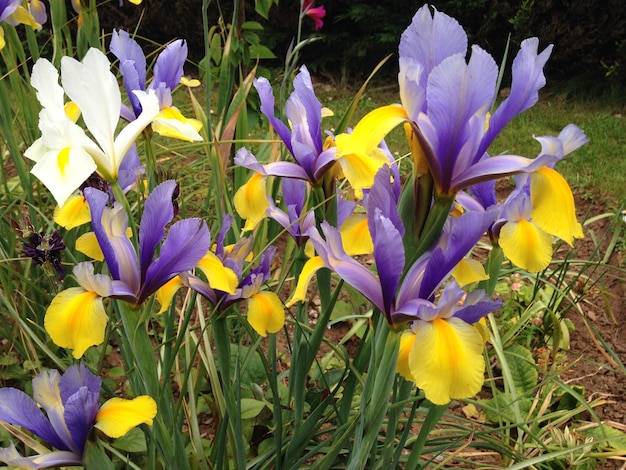 Foto irisbloemen bloeien in de tuin.