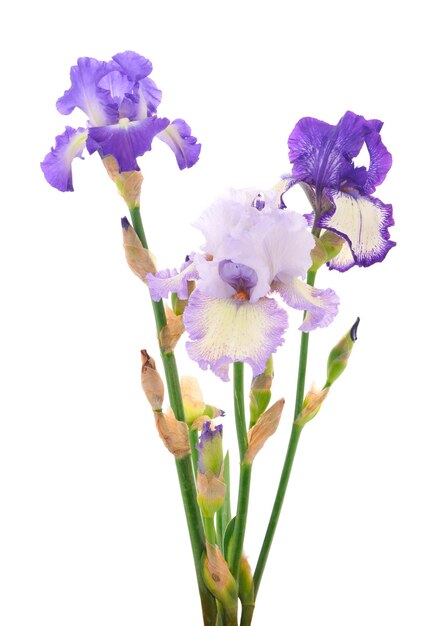Irisbloemen geïsoleerd