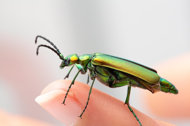 Foto iriserende groene kever die op een menselijke vingertop zit