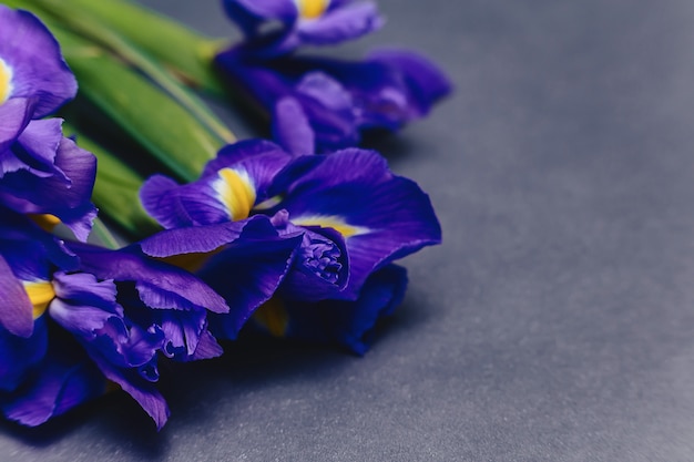 Irises on dark background in studio