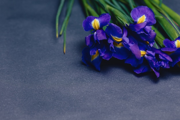 Irises on dark background in studio