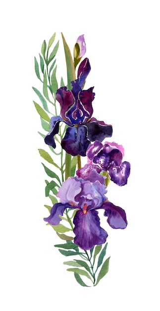紫色の花を白で隔離されるアイリスの花の組成物。