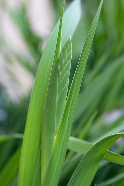 Irisgermanica groene knop in het tuinontwerp