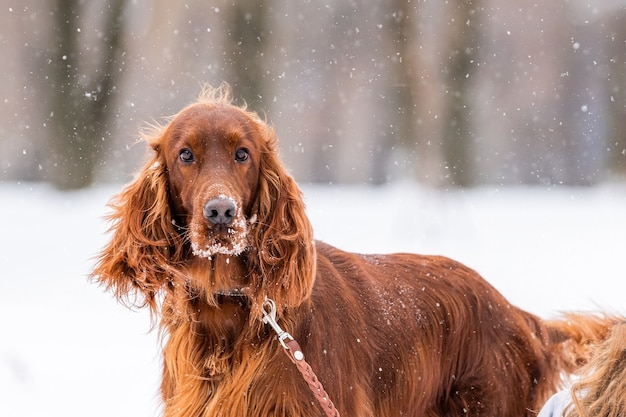 冬の散歩でひもにつないで遊ぶアイリッシュレッドセッター犬