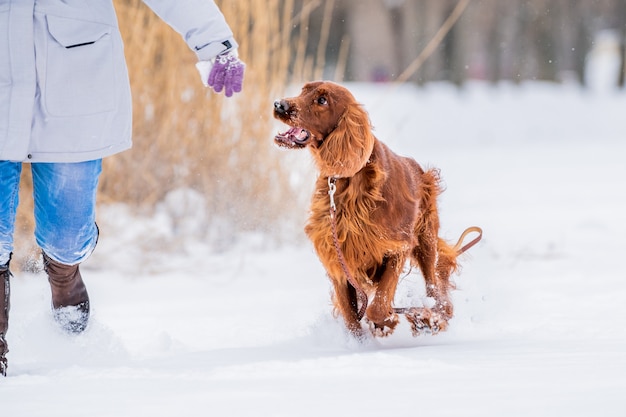 Ирландский красный сеттер собака играет на поводке на зимней прогулке