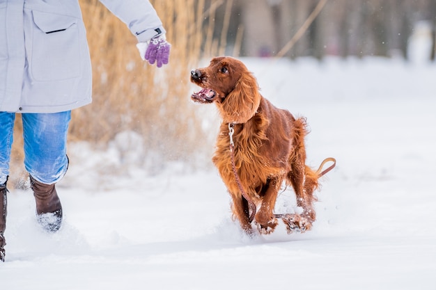 Irish Red Setter dog playing on a leash on a winter walk