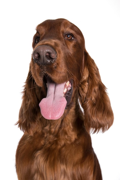 Irish red setter dog portrait isolated on white background