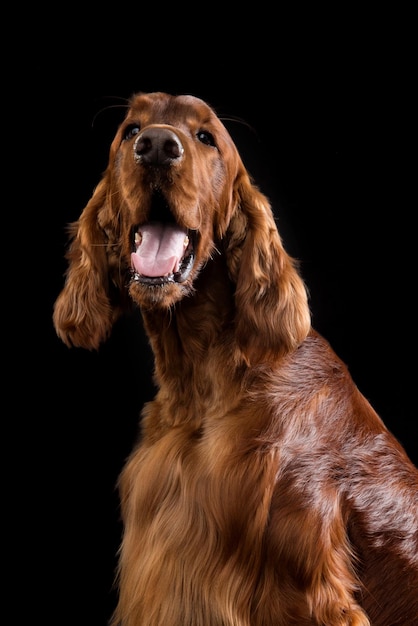 Irish red setter portrait on black background