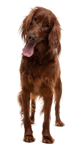 Irish Setter, 2 years old, standing in front of white wall