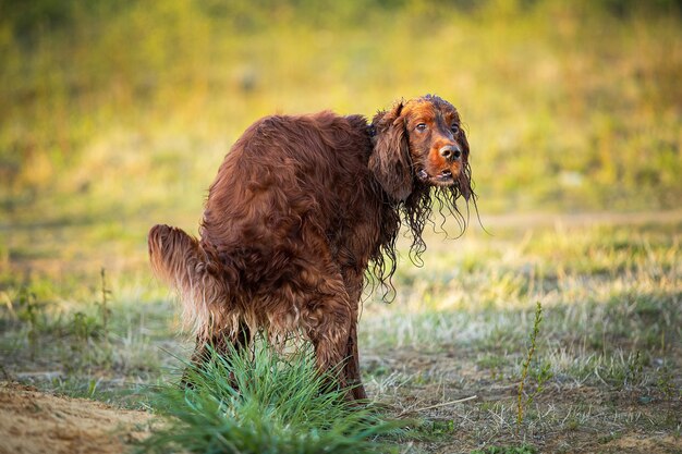 Irish Setter dog poops on grass tuft on field