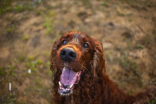 Setter irlandese in piedi sull'erba verde