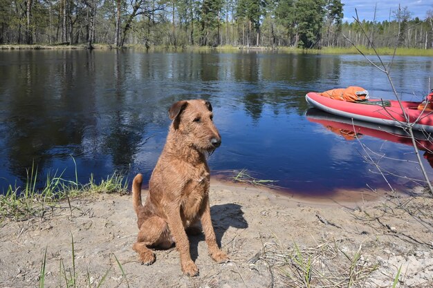 Irish terrier