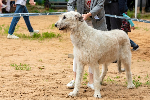 犬のショーでアイルランド・ウルフハウンド犬