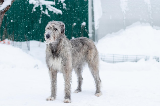 アイリッシュ・ウルフハウンド犬が雪の上に立っている背景犬がポーズをとって雪原を楽しみにしているアイリッシュ・ウルフハウンド犬が雪の降る冬の野原で獲物を狩り、待っている