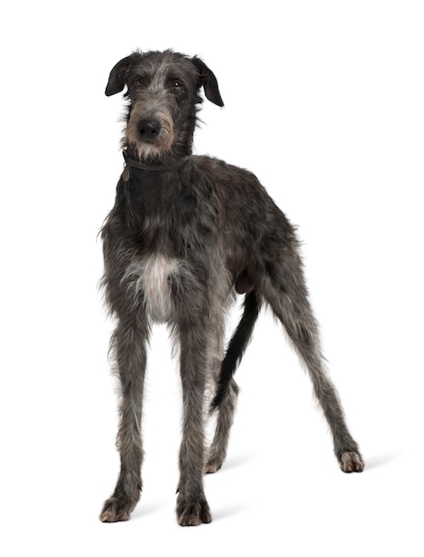 Irish Wolfhound, standing