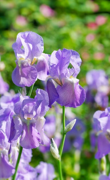 Irissen in de meerjarige tuin