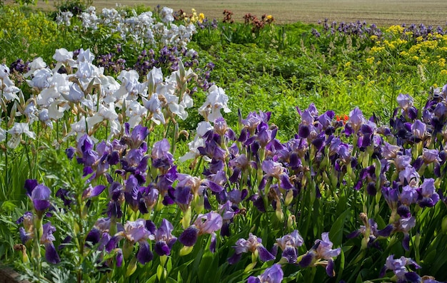 Irissen paarse en witte bloemen in de tuin