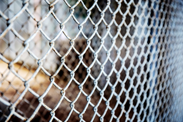 Maglia di ferro nella fattoria degli animali.