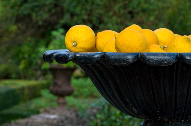 Foto fioriera in ferro nel giardino pieno di limoni