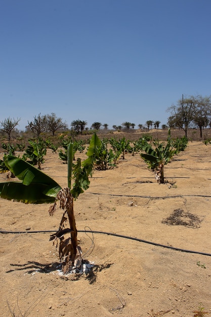 Irrigated banana plantation in a dry place on a sunny day