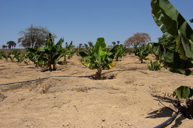 Irrigated banana plantation in a dry place on a sunny day