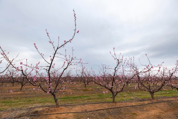 Irrigated cultivation of peach trees in full bloom