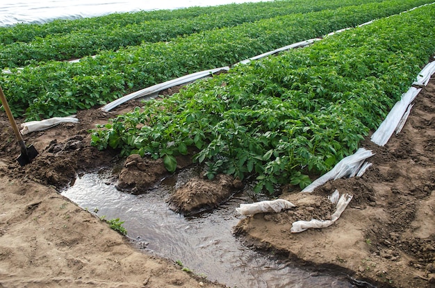 Irrigatie van een aardappelplantage Landbouwindustrie In het voorjaar gewassen telen met kassen