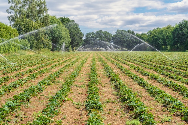 Irrigatie van een aardbei veld op een warme zomerdag