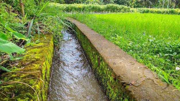 Foto irrigatie van rijstvelden irrigatiesysteem voor rijstveld in indonesië