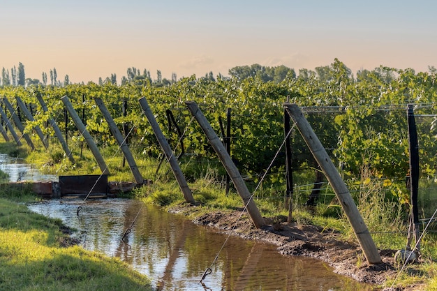 Irrigatiekanaal naast wijngaarden van fijne druiven bij zonsondergang