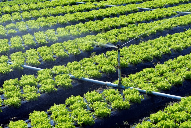 Irrigatiesysteem in actie bij het planten van groenten