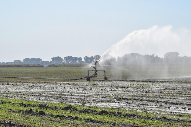 Irrigatiesysteem in het meloenenveld Watering van de velden Sprinkler