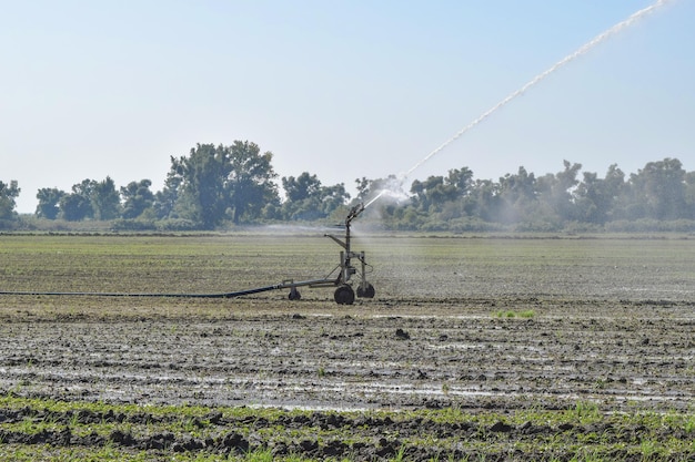 Irrigatiesysteem in het meloenenveld Watering van de velden Sprinkler