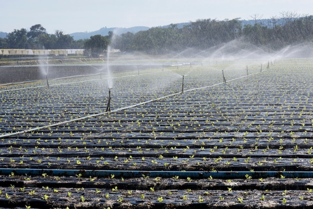 Irrigatiesysteem, in tegenlicht, bij het planten van groenten