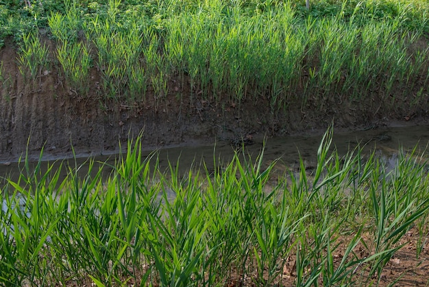 Irrigation channel in the Lombardy countryside