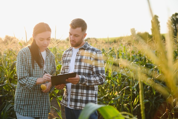 irrigation corn two farmers work in field with corn agriculture irrigation concept farmers a man and woman work