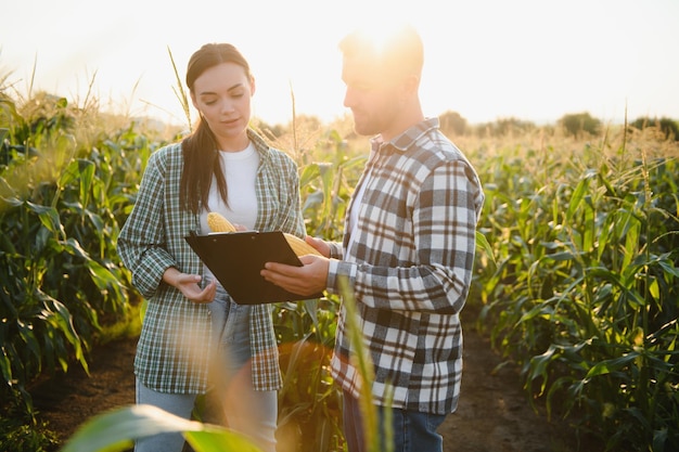 irrigation corn two farmers work in field with corn agriculture irrigation concept farmers a man and woman work